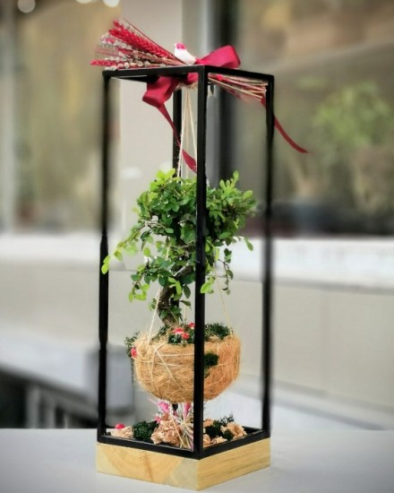 Kokedama Bonsai
