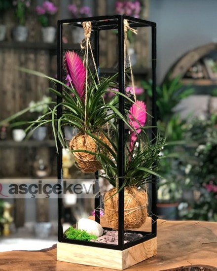 Kokedama Tilandisia