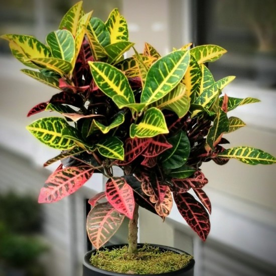 Croton Petra