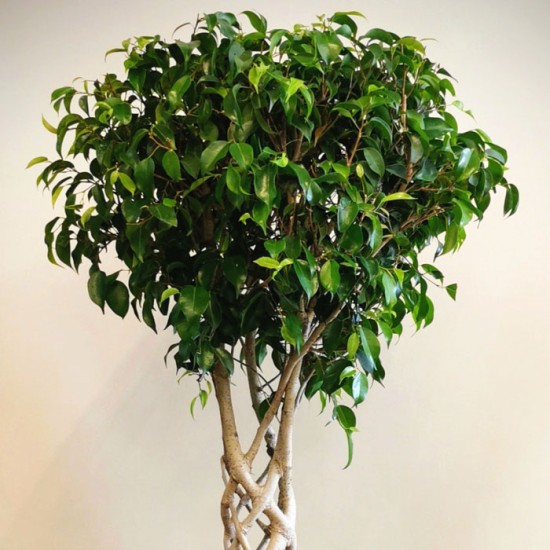 Kafes Örgü Ficus