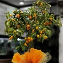 Kamkat - Kumquat Ağacı