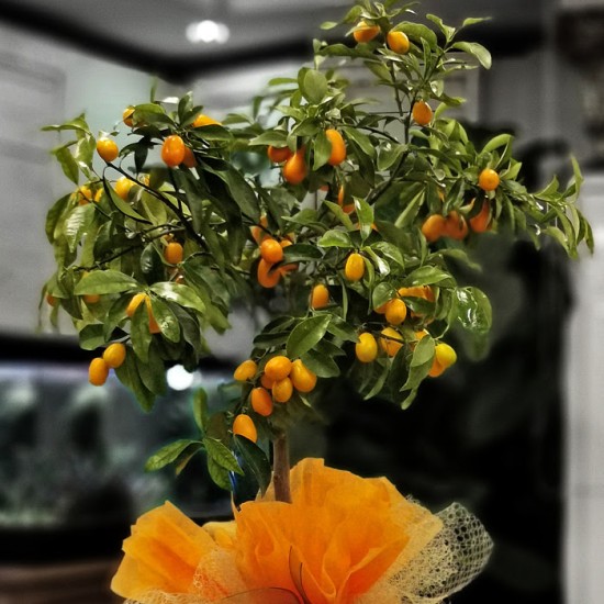 Kamkat - Kumquat Ağacı