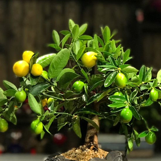 Limequat Bonsai