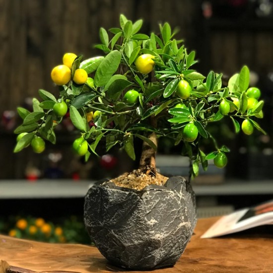 Limequat Bonsai