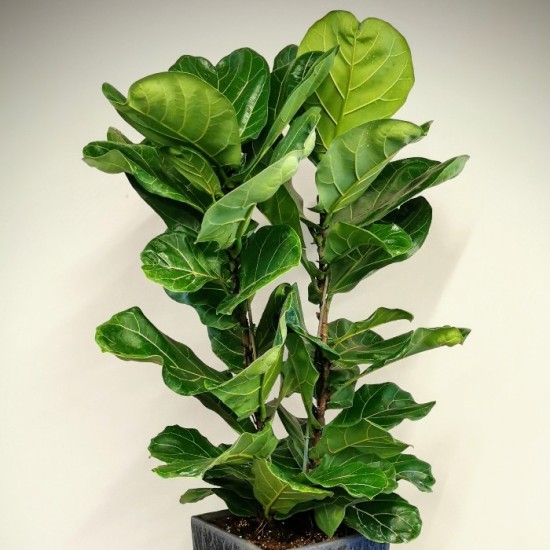 Ficus Lyrata