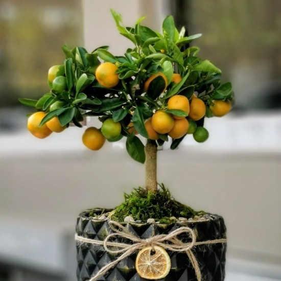 Mandalina Bonsai