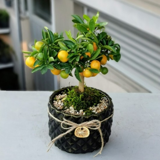 Mandalina Bonsai