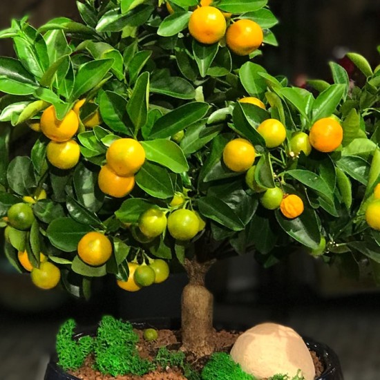 Mandalina Bonsai