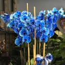 6 Dallı Mavi Orkide