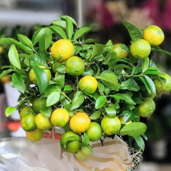 Misket Limonu