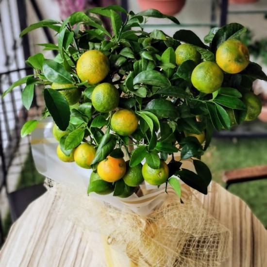 Misket Limonu