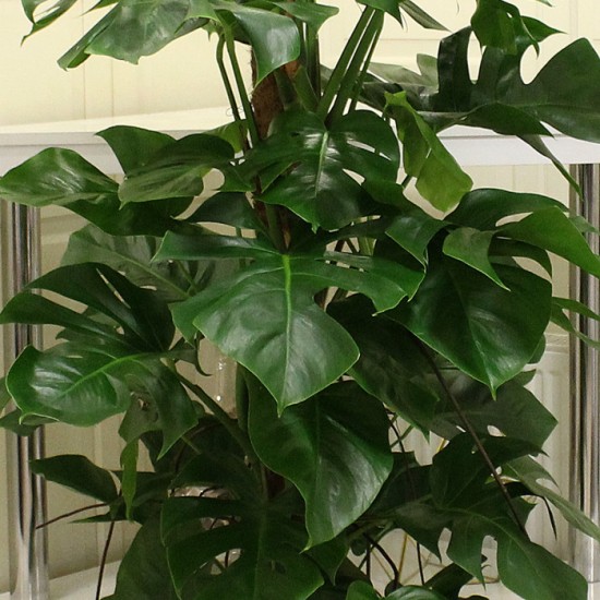 Monstera (Deve Tabanı)