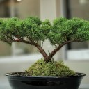 Juniperus Old Gold Bonsai
