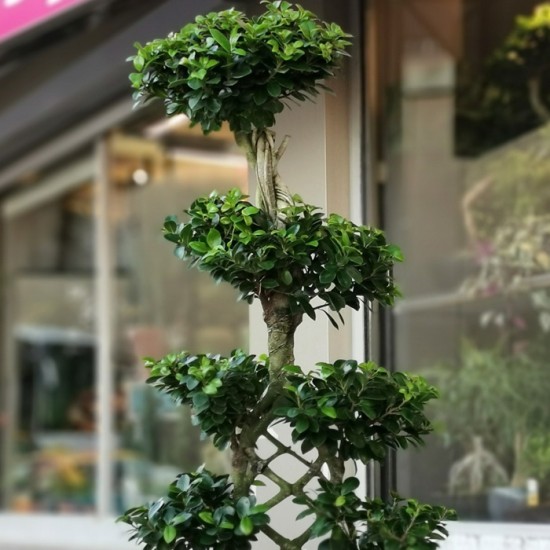 Örgülü Ginseng Bonsai