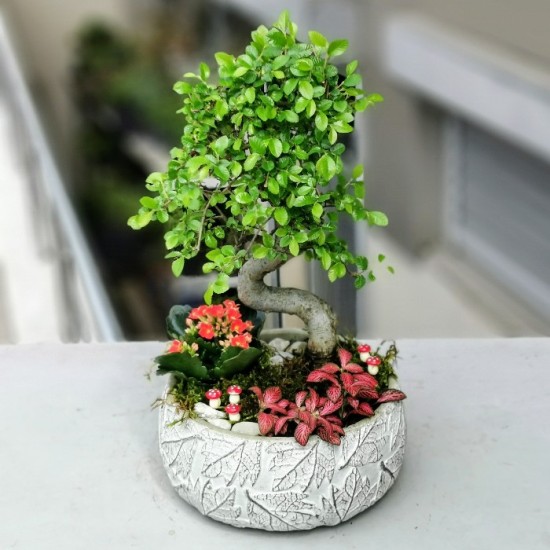 Bonsai ve Phitonia