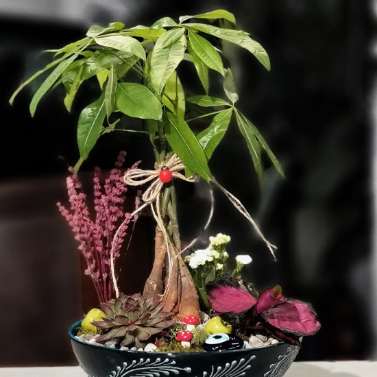 Kütahya Serisi Pachira Bonsai