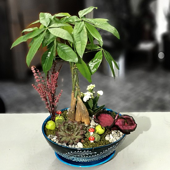 Kütahya Serisi Pachira Bonsai