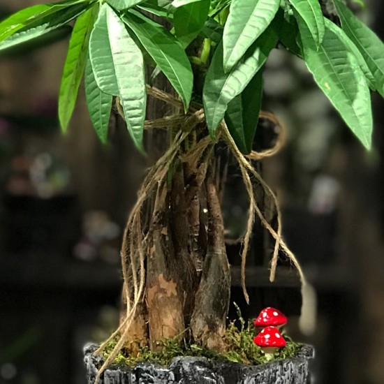 Pachira Bonsai