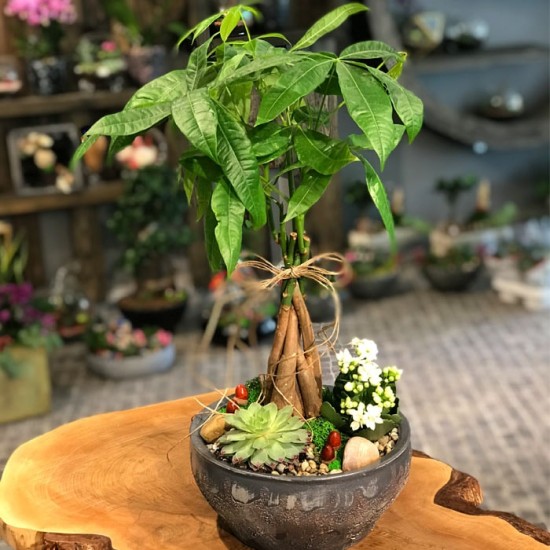 Küçük Pachira Bonsai