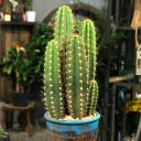 Pectina Beriginium Kaktus