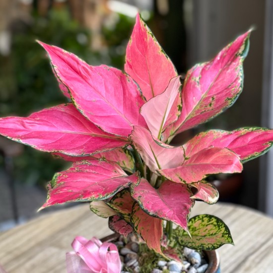 Pink Aglonema