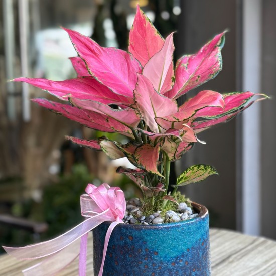Pink Aglonema