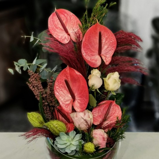Maxima Anthurium