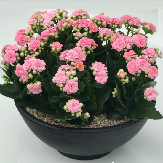 Kalanchoe Bitkisi