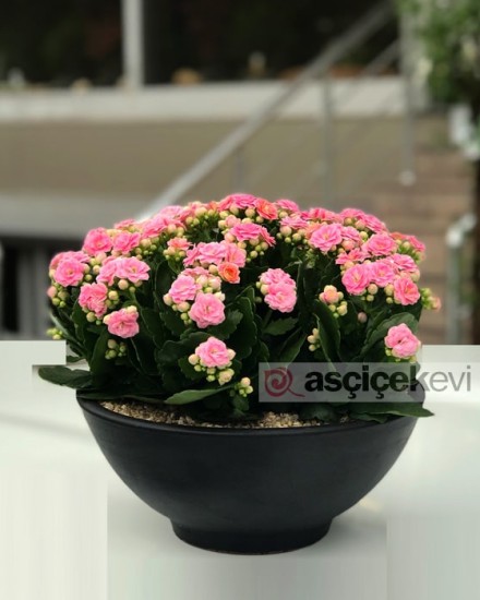 Kalanchoe Bitkisi