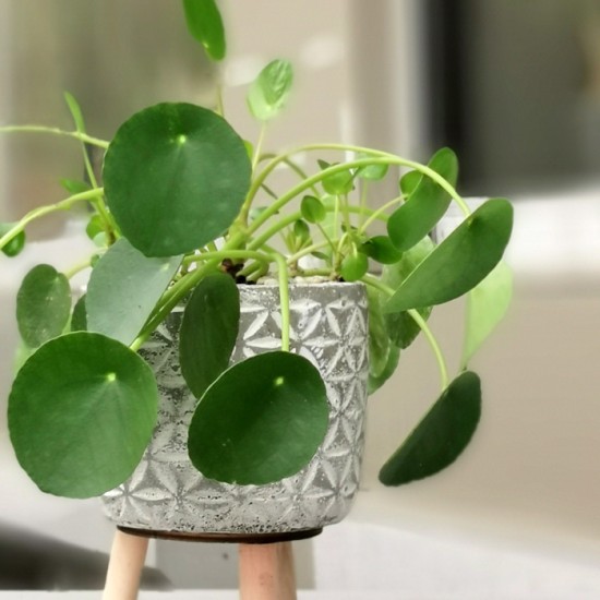 Pilea Peperomioides