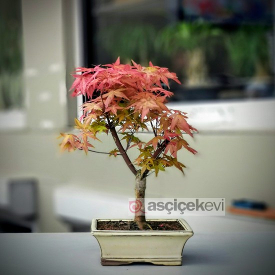 Acer Palmatum Katsura