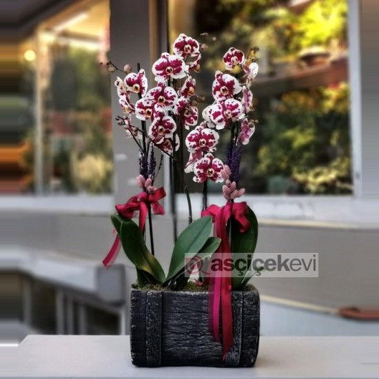 Floriclone Polka Dots Orkideler