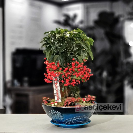Ardisia Crenata