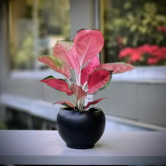 Pink Aglonema