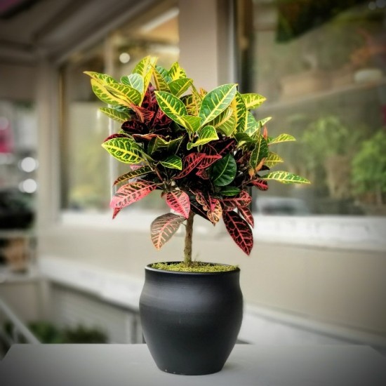 Croton Petra