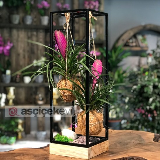 Kokedama Tilandisia