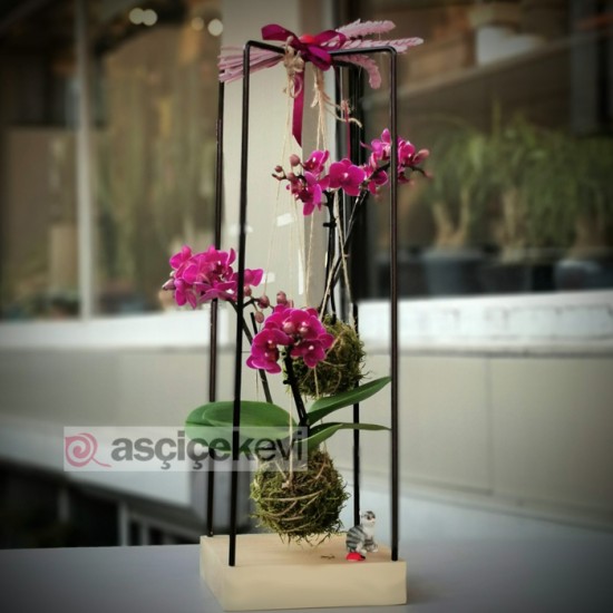 Kokedama Orkide