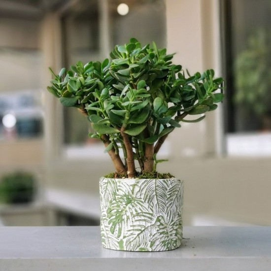 Crassula - Para Ağacı