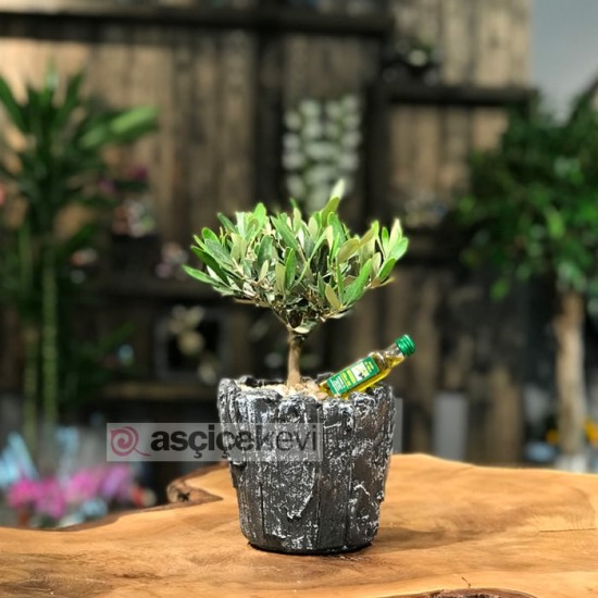 Zeytin Bonsai