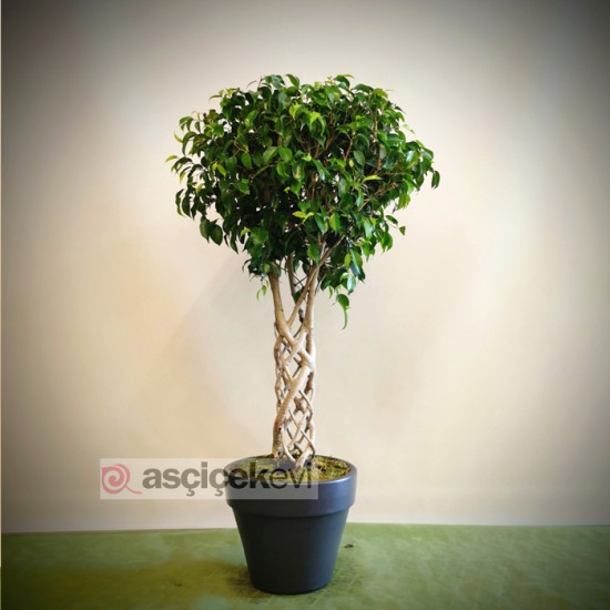 Kafes Örgü Ficus