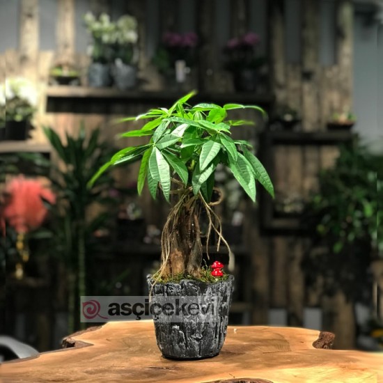 Pachira Bonsai