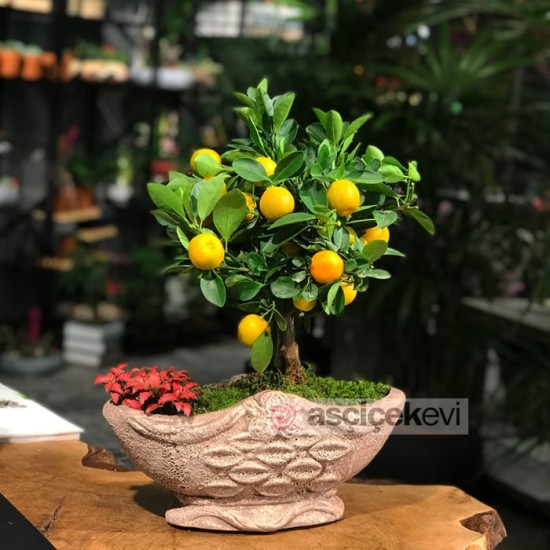 Minyatür Mandalina