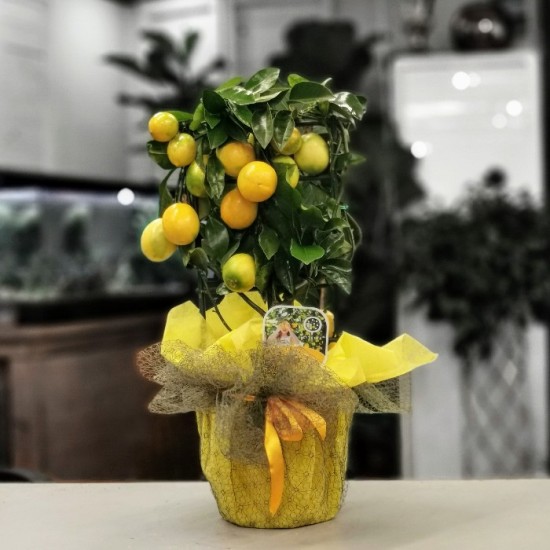 Lisa Meyer Lemon