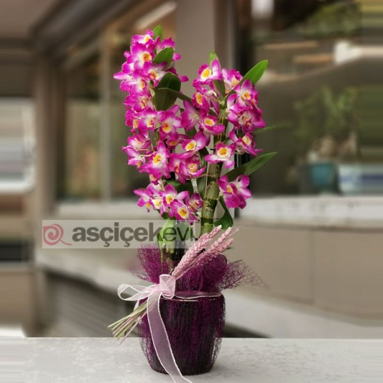 Dendrobium - Bambu Orkide