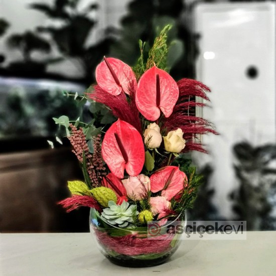 Maxima Anthurium