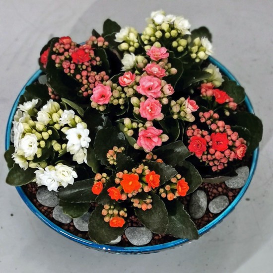 Rengarenk Kalanchoe