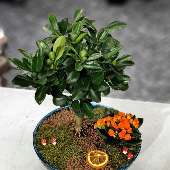 Minyatür Mandalina