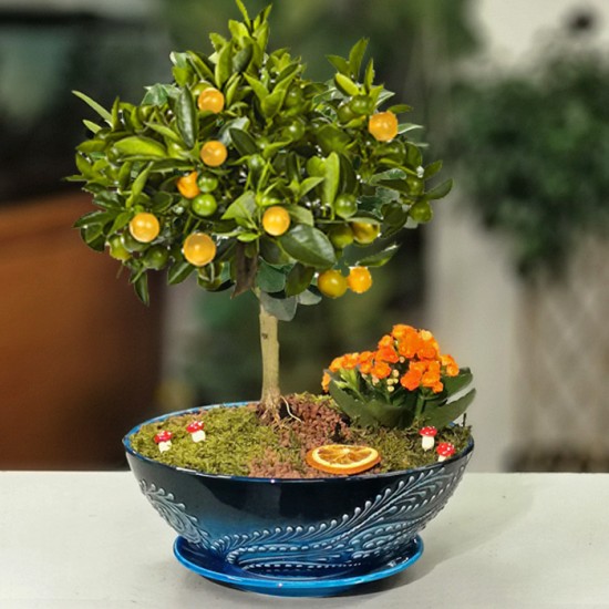 Minyatür Mandalina