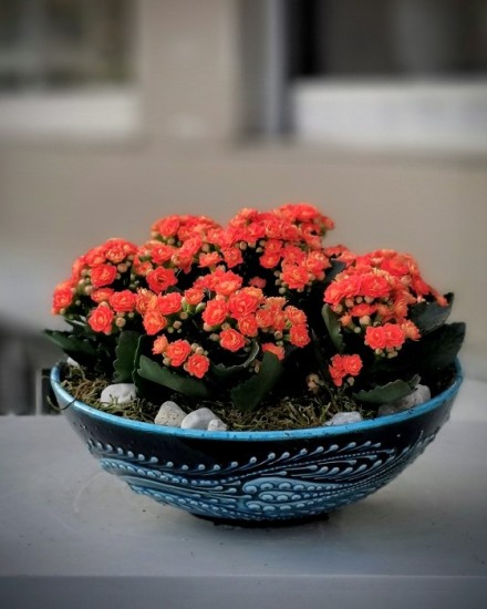 Turuncu Kalanchoe