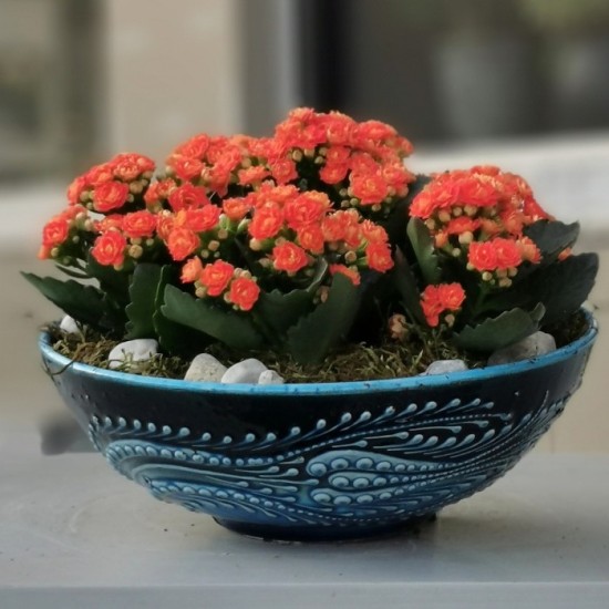 Turuncu Kalanchoe